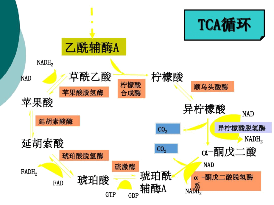 丙酮酸脫氫酶系與檸檬酸的代謝樞紐